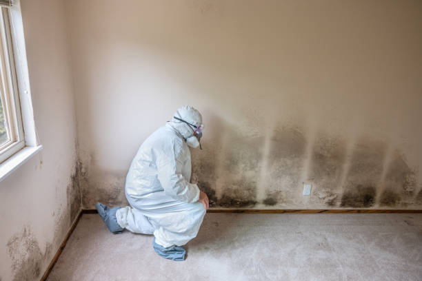 Reliable West Elmira, NY Mold Remediation Solutions